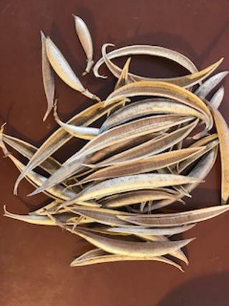 Trumpet vine seed pods natural New Mexico 50 Etsy
