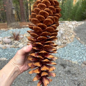 May include: A large, brown pine cone with a reddish-brown hue. The cone is held in a hand, showcasing its size and intricate details.