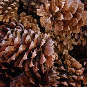 Pinecones 5-6&quot; - bundle of 25