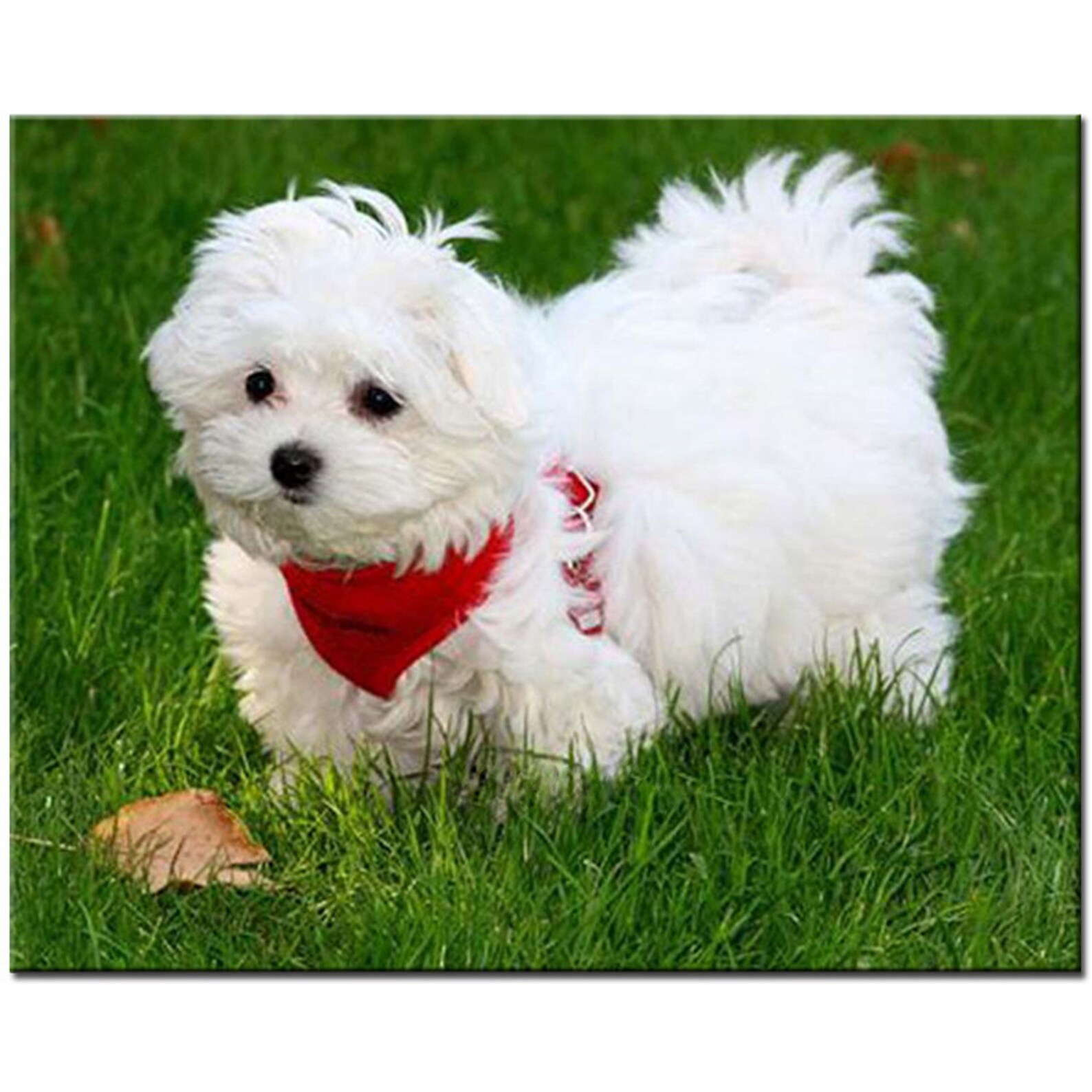 Malteser Hunde Diamond Painting Dog Animal 3D Kreuzstich Strass