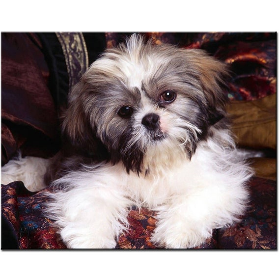 Shih Tzu Dog - 5D Diamond Painting 