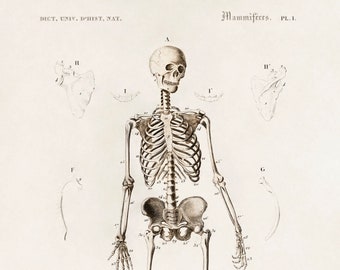 Human skeleton illustrated by Charles Dessalines D' Orbigny. Printed on 180gsm professional paper.  C.10x8ins