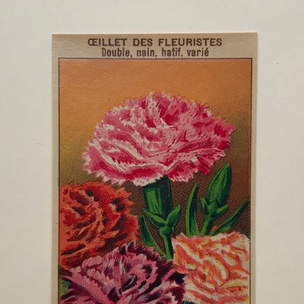 1920s Original Lithographic Flower Illustration from French Horticultural Supplier SWEET WILLIAM. Oeillet des Fleuristes Flowers. C.4x2.5ins