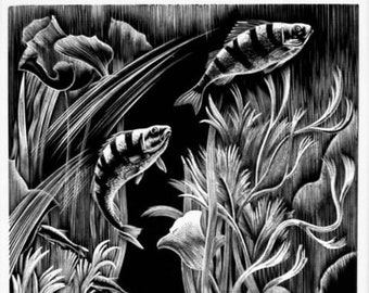 CLIFFORD WEBB Wood Engraving. 'AQUARIUM'. Printed on Basingwerk Parchment at Shenval Press. 1950. c.9x7ins..