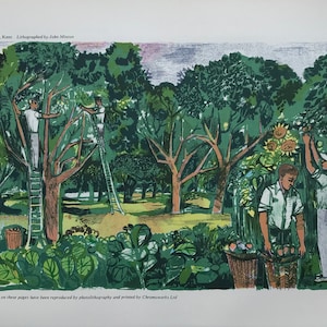 1953 JOHN MINTON LITHOGRAPHIE 'Apple Orchard, Kent' Gedruckt von Chromworks Ltd J.Lyons Blattgröße C.31x20cm ..