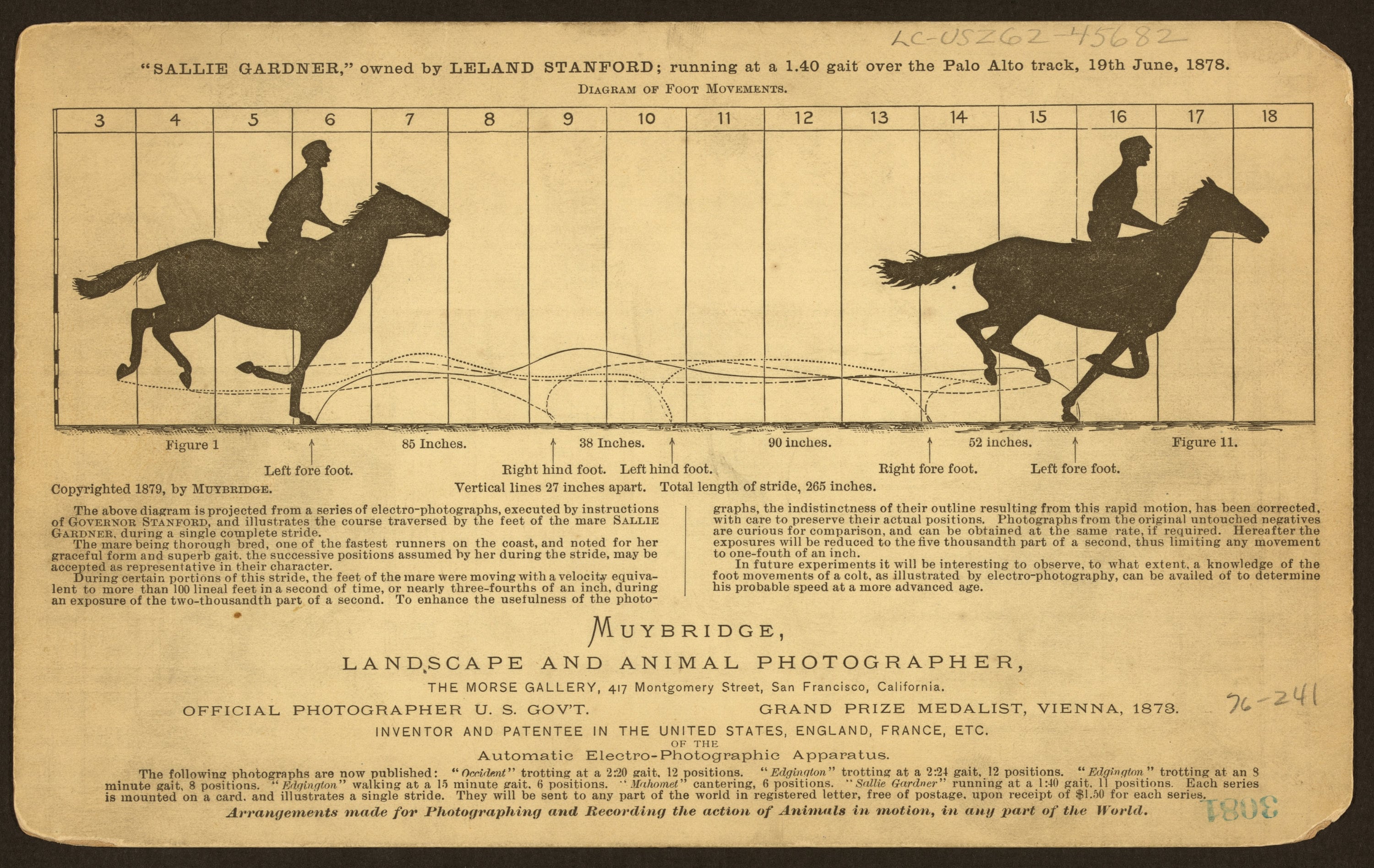 アート・デザイン・音楽 Eadweard Muybridge in Guatemala, 1875 Amazon.com: Eadweard Muybridge in Guatemala, 1875: The