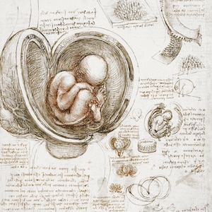 LEONARDO DA VINCI - Studi del feto nell'utero (c.1510). Grande stampa su carta a bordo frastagliato fatta a mano. 16,5x11,7 pollici.