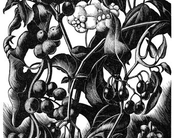 1935 CLARE LEIGHTON Wood Engraving 'Berries'. Camelot Press Printed On Heavy Art Paper. Sheet Size C.10x7.5ins..