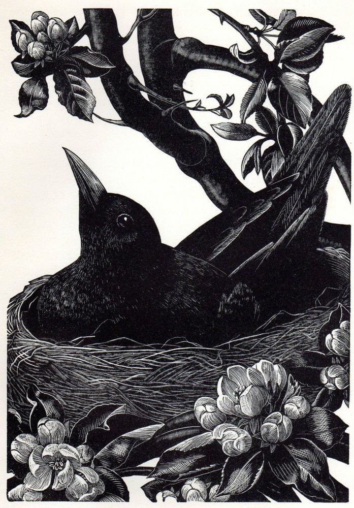 1935 CLAIRE LEIGHTON Wood Engraving 'Blackbird on Nest'. Camelot Press Printed One Side Only on Heavy Art Paper. Sheet Size C.10x7.5ins..