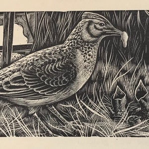 1950 LENNOX PATERSON Wood Engraving for 'The Roadmender' LARK With Chicks Bird Glasgow School of Art Sheet Size 5x2.25ins.