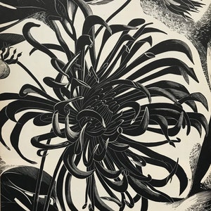 1950 JOHN FARLEIGH Wood Engraving. FLOWER. Printed on Basingwerk Parchment from the Original Block at Shenval Press. c.10x7.25ins..