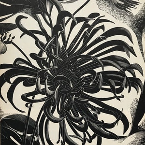 1950 JOHN FARLEIGH Wood Engraving. FLOWER. Printed on Basingwerk Parchment from the Original Block at Shenval Press. c.10x7.25ins..