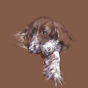 Beertje (Bea) Vonk 'SPRINGER SPANIEL' Stampa su carta fatta a mano Zerkall. A4. Pittura del cane.