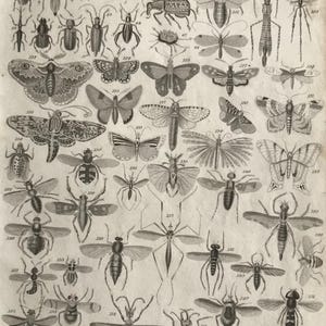 May include: A vintage black and white illustration of various insects, including beetles, butterflies, moths, and dragonflies. The illustration is labeled "ENTOMOLOGY" and includes numbers for each insect.