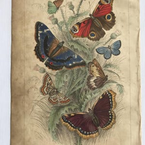 May include: A vintage illustration of six different butterflies on a background of green foliage and purple flowers. The butterflies are a peacock butterfly, a Camberwell beauty, a purple emperor, a Glanville fritillary, a grayling butterfly, a green hair streak, and a silver studded blue butterfly.