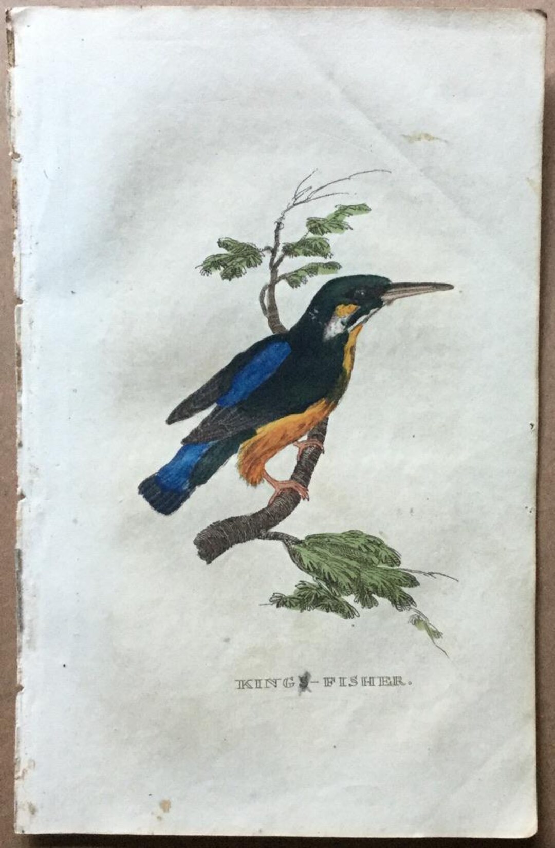 1815年 エドワード・ドノヴァン 手彩色アンティーク木版画「カワセミ