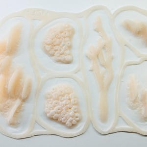 Set med havsbitar, havstulpaner, kräftdjur, musslor, omålade silikonproteser