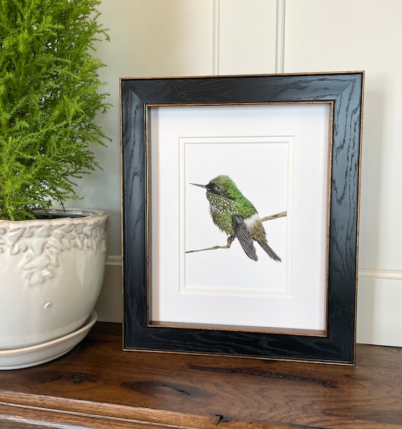 Festive Coquette Hummingbird Giclee Art Print