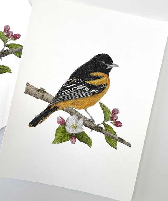 Baltimore Oriole Giclee Art Print