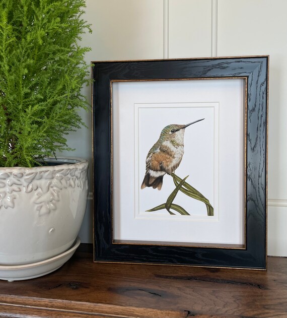 Amethyst Woodstar Hummingbird Giclee Print