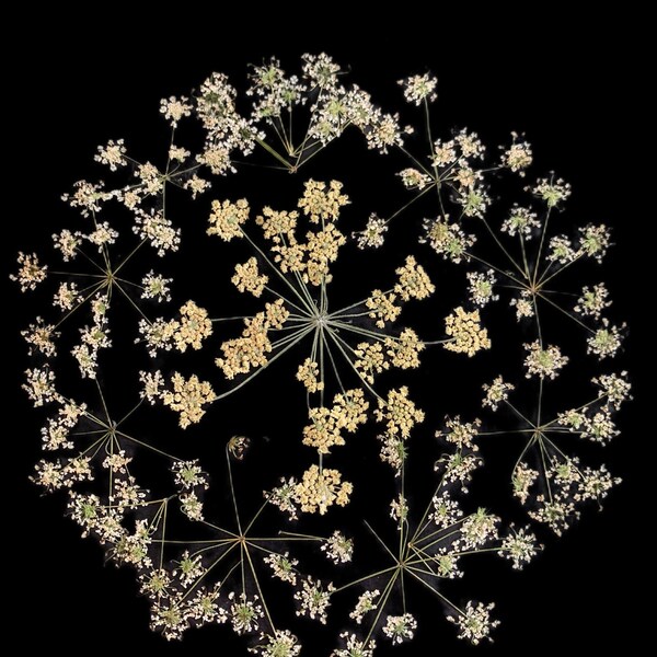 Lot De 4 Fleurs Sauvages Pressées Et Séchées – Vintage, Sous Cadres, Décoration Murale Nature