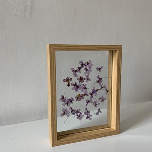 Herbarium showcase frame of pressed and dried flowers &quot;Oxalis flowers&quot;
