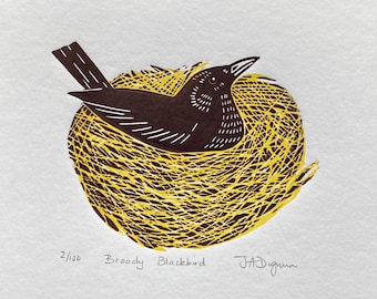 Broody Blackbird. Original limited edition linocut.
