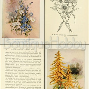 May include: A vintage botanical illustration of a fringed gentian flower with blue and white petals. The illustration is surrounded by a light pink background with a light brown border. The text "PLATE LXIV. FRINGED GENTIAN, Gentiana crinita." is printed below the illustration.
