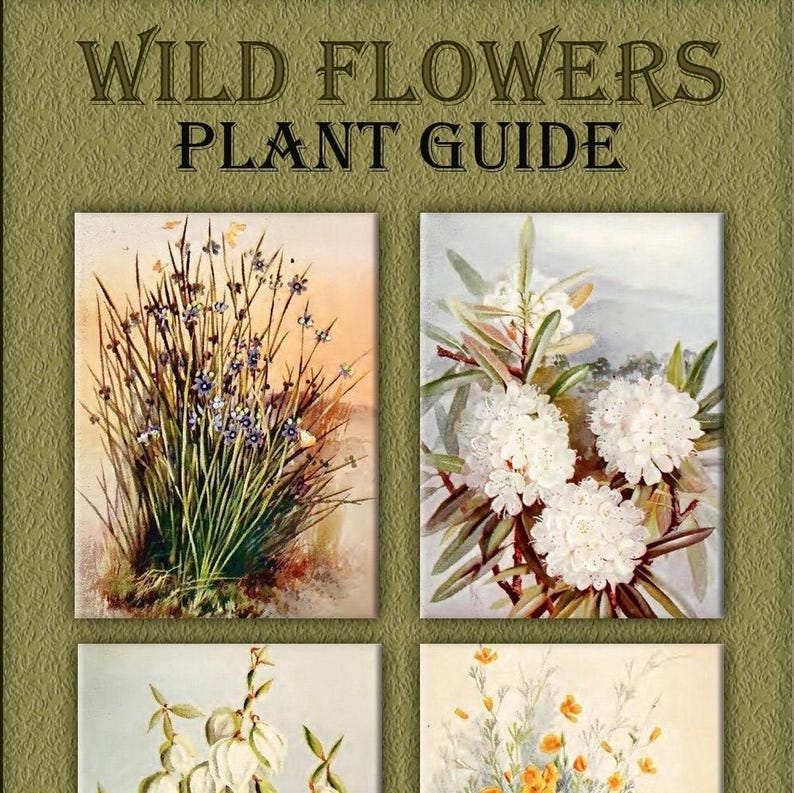 Plant guide wild flowers printable botanical illustrated book,wildflower print image 1