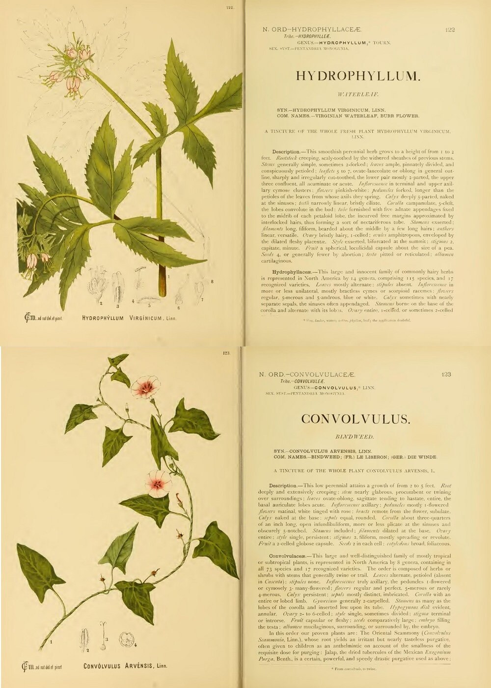 Vintage American Botanical Medicinal Plants 2,illustrated