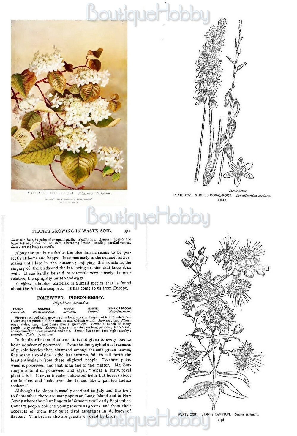 Plant guide wild flowers printable botanical illustrated | Etsy