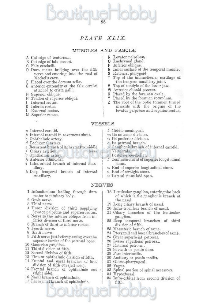 Vintage anatomyanatomy illustrationA graphic handbook of | Etsy