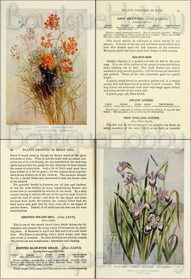 May include: A close-up of a purple and white flower with green leaves. The flower is growing in a swampy area with water in the background. The text "Swamp Asters" is printed in the bottom right corner of the image.