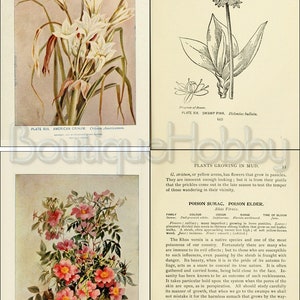 May include: An illustration of a swamp rose, also known as Rosa Carolina, with pink flowers and green leaves. The illustration is from a book titled "Plants Growing in Mud".