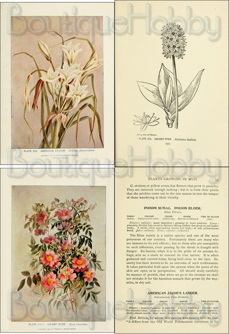 May include: An illustration of a swamp rose, also known as Rosa Carolina, with pink flowers and green leaves. The illustration is from a book titled "Plants Growing in Mud".