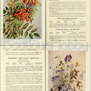 May include: A vintage botanical illustration of a trumpet flower, also known as trumpet creeper, with orange-red flowers and green leaves. The illustration is accompanied by text describing the plant's characteristics and growth habits.