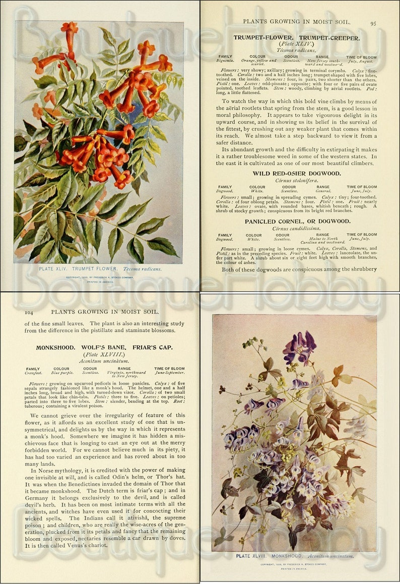 May include: A vintage botanical illustration of a trumpet flower, also known as trumpet creeper, with orange-red flowers and green leaves. The illustration is accompanied by text describing the plant's characteristics and growth habits.