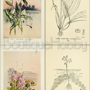 May include: A vintage botanical illustration of four different aquatic plants. The illustrations are in black and white and feature detailed drawings of the plants' leaves, stems, and flowers. The illustrations are labeled with the plant's common name and scientific name. The illustrations are from a book titled "Water Plants."