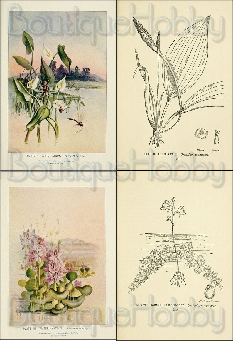 May include: A vintage botanical illustration of four different aquatic plants. The illustrations are in black and white and feature detailed drawings of the plants' leaves, stems, and flowers. The illustrations are labeled with the plant's common name and scientific name. The illustrations are from a book titled "Water Plants."