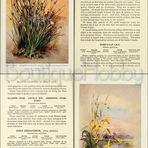 May include: A collection of illustrations of different types of flowers, including the Wild Yellow Lily, Turk's-Cap Lily, Blazing Star, Stout Stenanthium, and Four-Winged Snowdrop Tree. Each illustration features a detailed depiction of the flower, along with its scientific name, family, color, odor, range, and time of bloom.