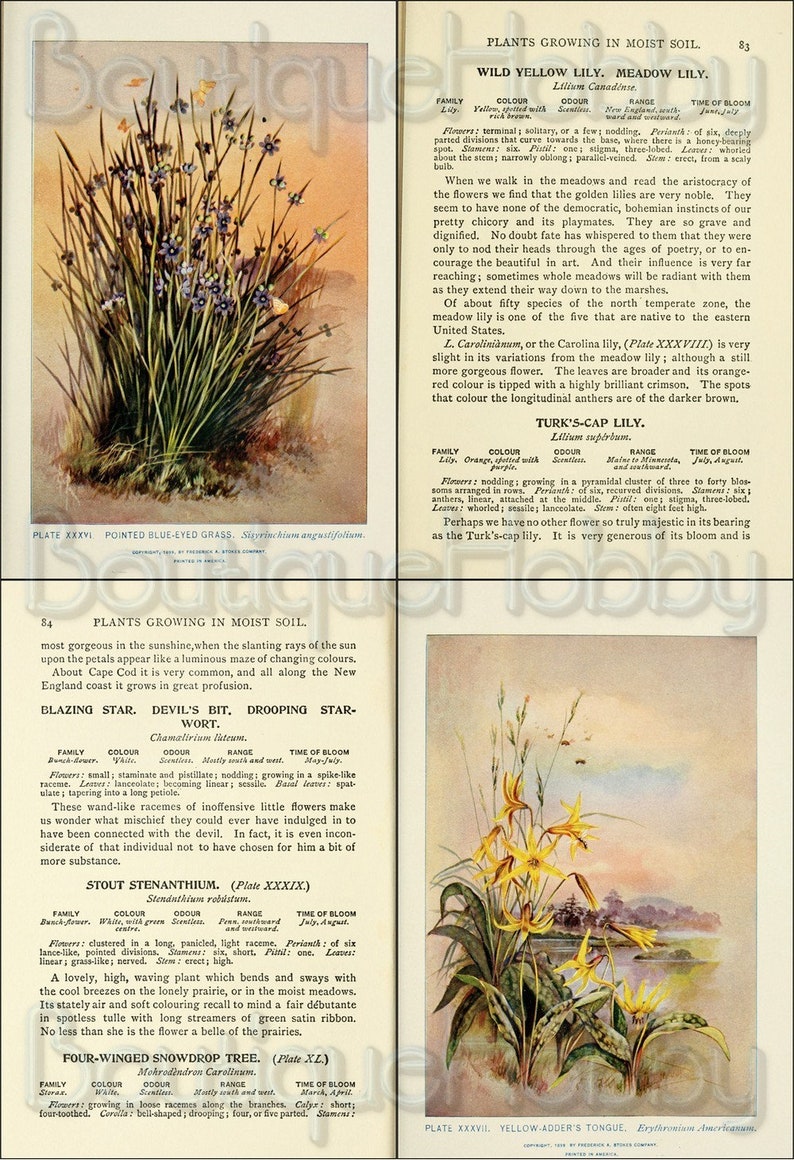 May include: A collection of illustrations of different types of flowers, including the Wild Yellow Lily, Turk's-Cap Lily, Blazing Star, Stout Stenanthium, and Four-Winged Snowdrop Tree. Each illustration features a detailed depiction of the flower, along with its scientific name, family, color, odor, range, and time of bloom.