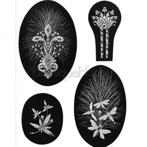 Pu&ograve; includere: Quattro illustrazioni in bianco e nero di diversi design per gioielli. I design sono un fiore stilizzato, una pianta stilizzata, una libellula stilizzata e una piuma stilizzata. Le illustrazioni sono etichettate come "La Perle", "Die Perle" e "The Pearl".