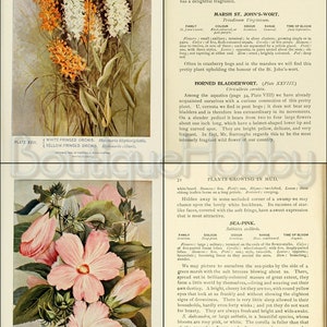 May include: A botanical illustration of a white and pink rose mallow flower with green leaves. The flower is large and has five petals. The illustration is labeled "Plate XXIX Rose Mallow, Hibiscus Moscheutos."