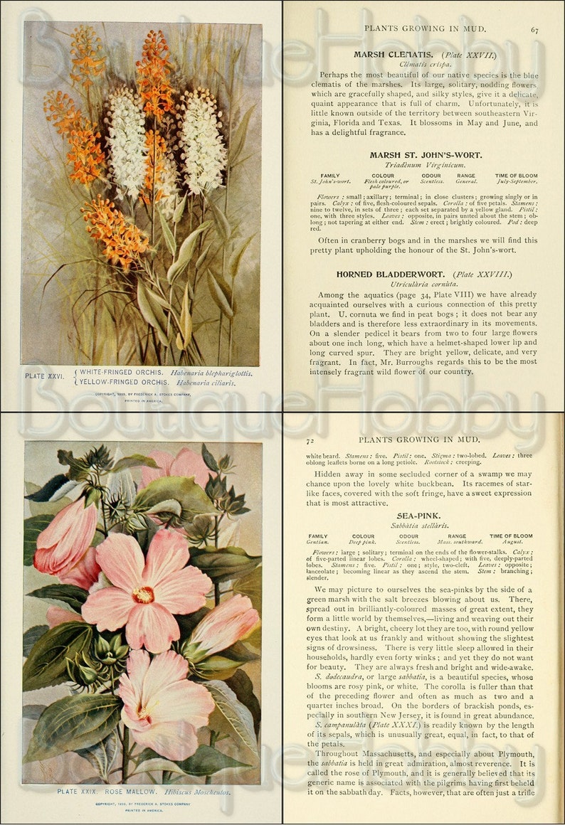 May include: A botanical illustration of a white and pink rose mallow flower with green leaves. The flower is large and has five petals. The illustration is labeled "Plate XXIX Rose Mallow, Hibiscus Moscheutos."