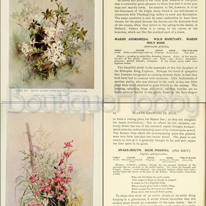 May include: A botanical illustration of a white swamp honeysuckle plant with white flowers and green leaves. The plant is growing in a marshy area. The illustration is labeled "Plate XXI. White Swamp Honeysuckle. Lonicera dioica."