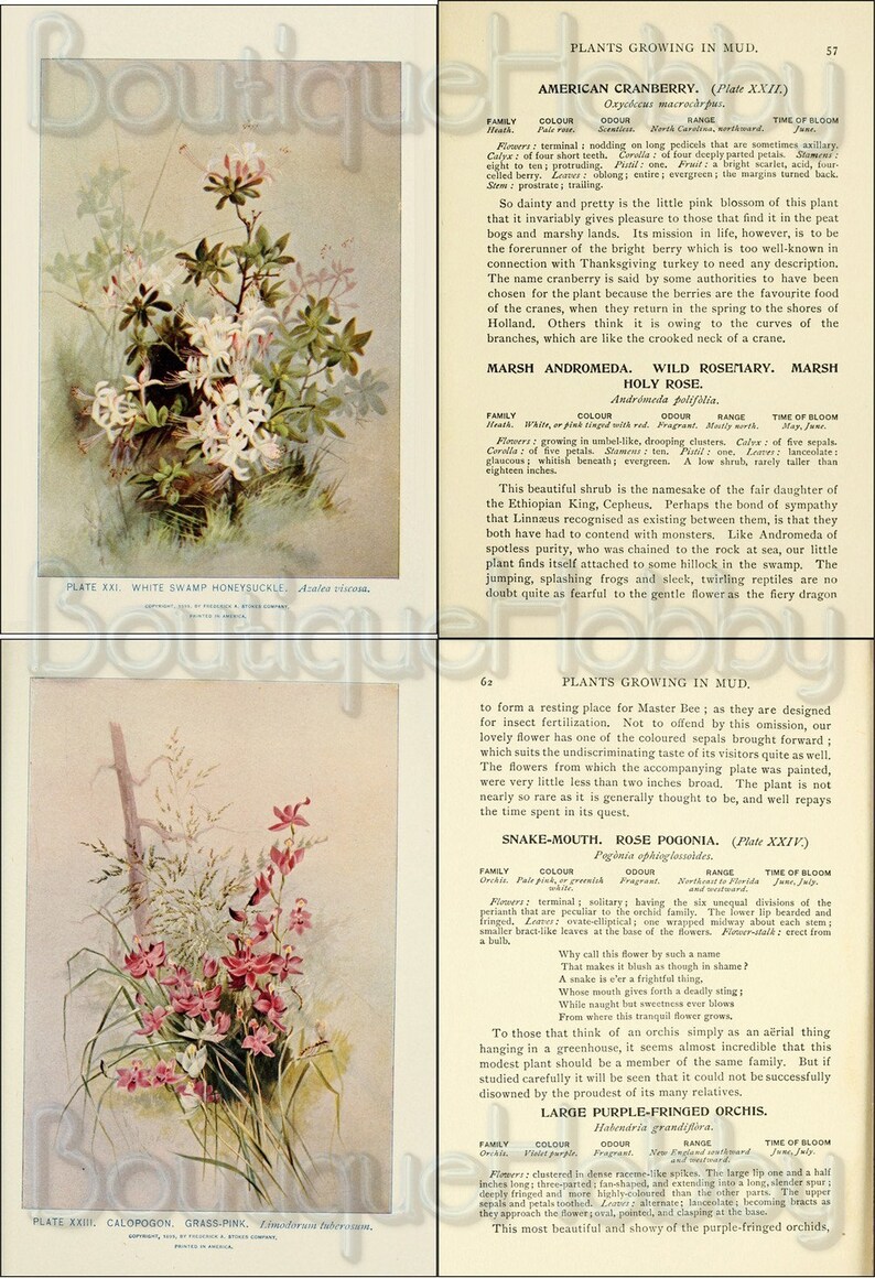 May include: A botanical illustration of a white swamp honeysuckle plant with white flowers and green leaves. The plant is growing in a marshy area. The illustration is labeled "Plate XXI. White Swamp Honeysuckle. Lonicera dioica."