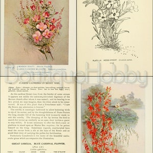 May include: A vintage illustration of a red cardinal flower with green leaves and a white butterfly. The text "CARDINAL FLOWER Lobelia cardinalis" is printed below the image.
