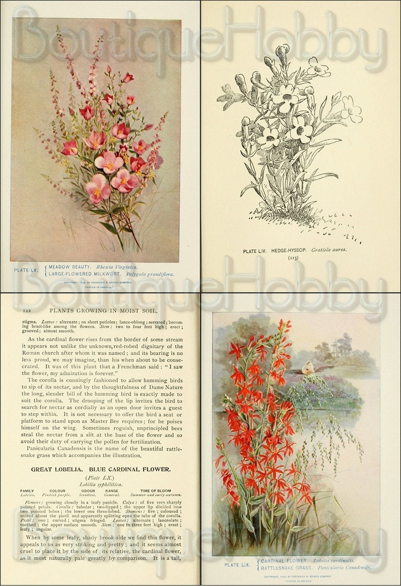 May include: A vintage illustration of a red cardinal flower with green leaves and a white butterfly. The text "CARDINAL FLOWER Lobelia cardinalis" is printed below the image.
