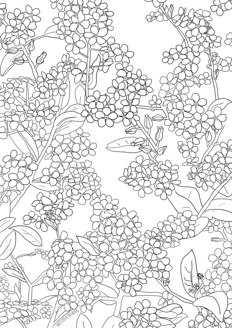Forget Me Not Flowers Colouring Page - Etsy