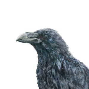 Schwarzer Vogel - 8x10 Fine Art Print